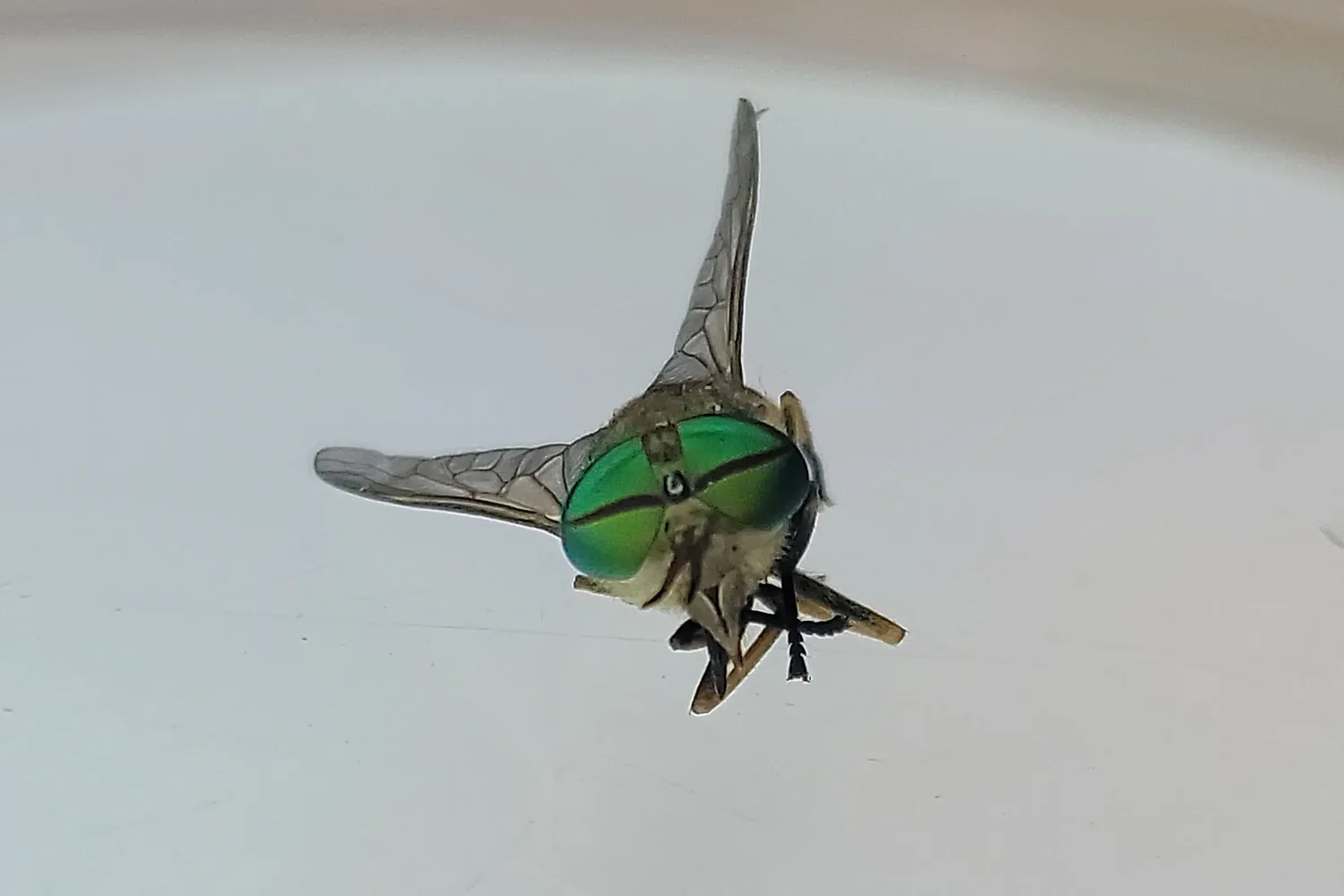 Marsh flies swarm your beach day? File a greenhead report.