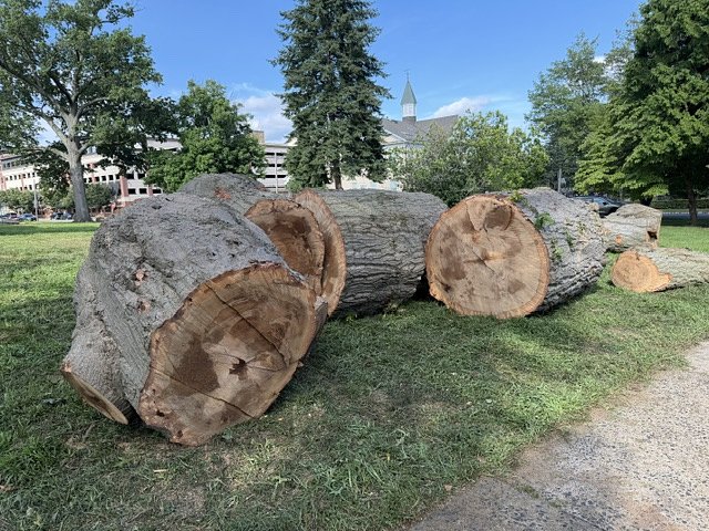A 60-Inch Oak is Gone as Montclair Debates Tree Protections