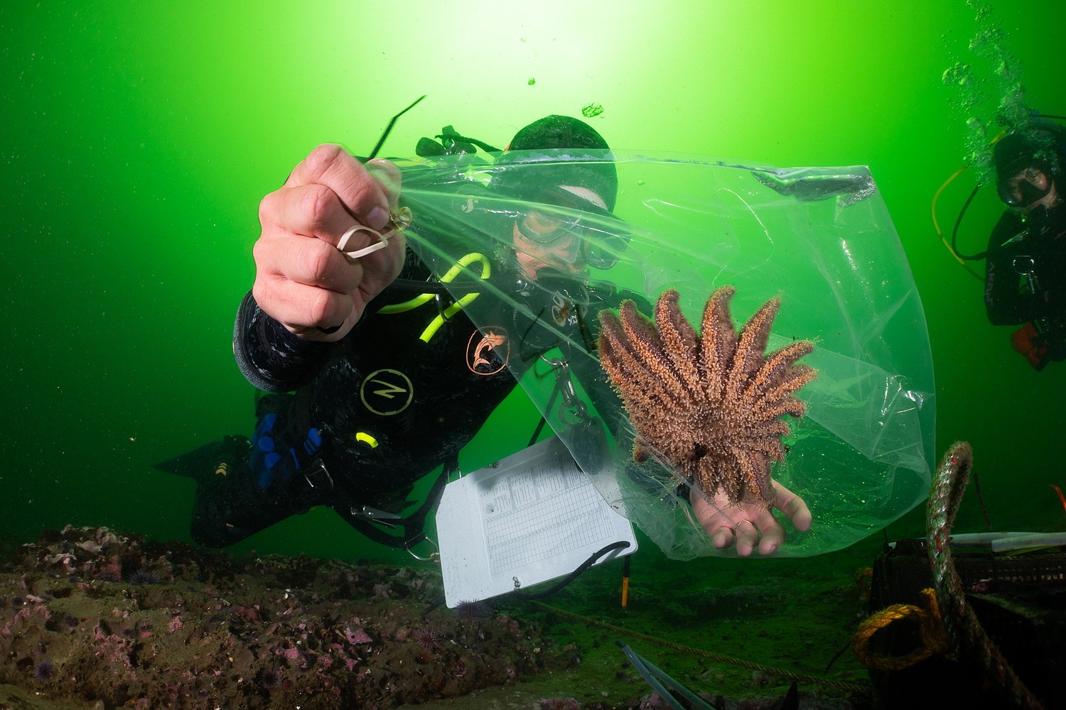 These voracious sea stars may soon restore California’s battered kelp forests