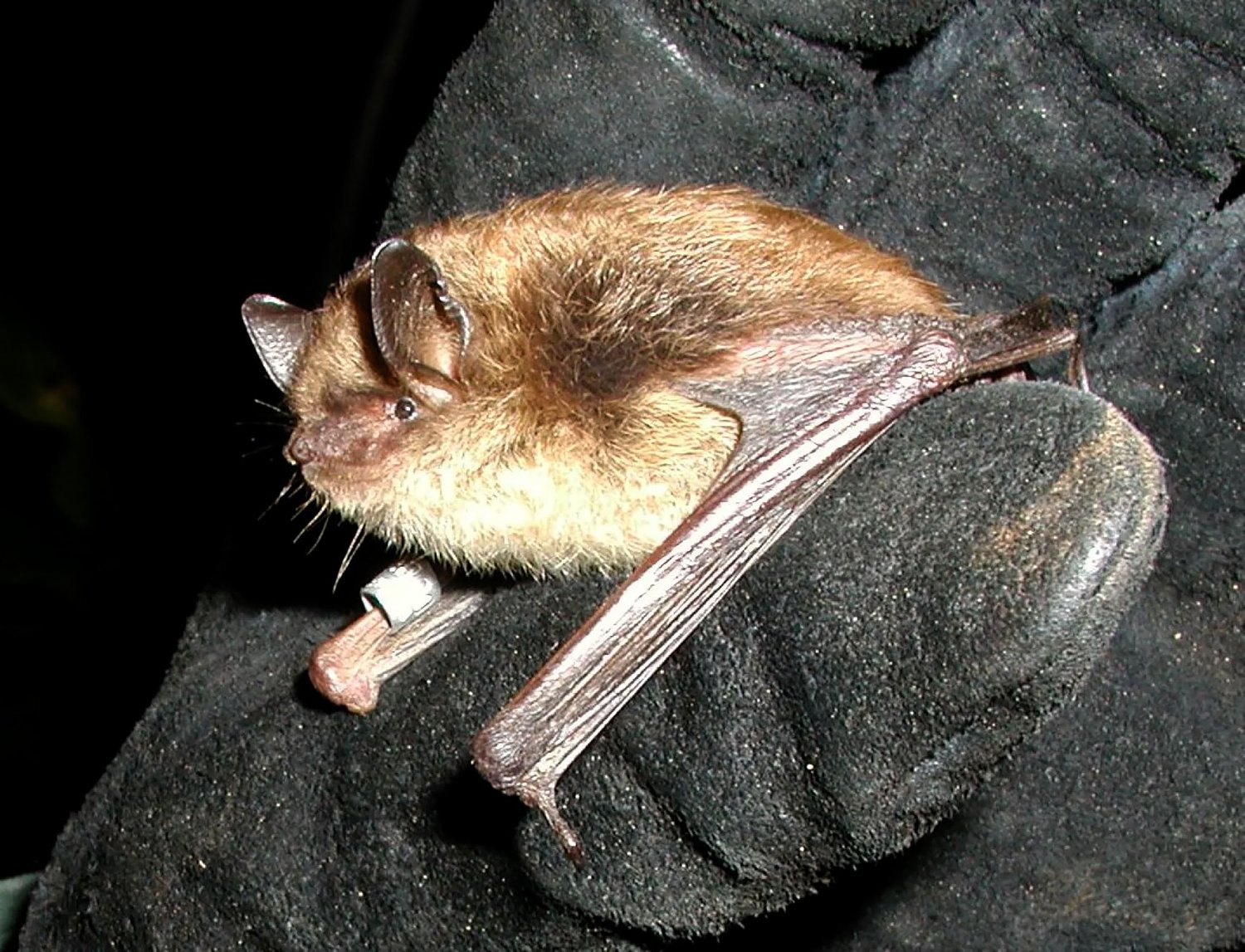 Bats don’t get cancer like humans do. Vermont scientists helped uncover one possible explanation