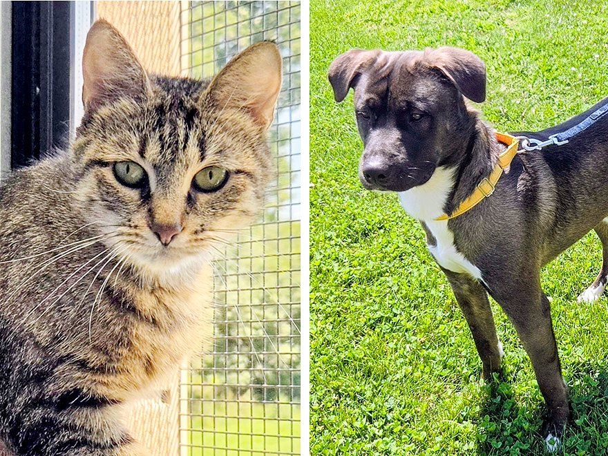 Pets of the week: Sophie is quiet and calm. Pounce has enthusiasm