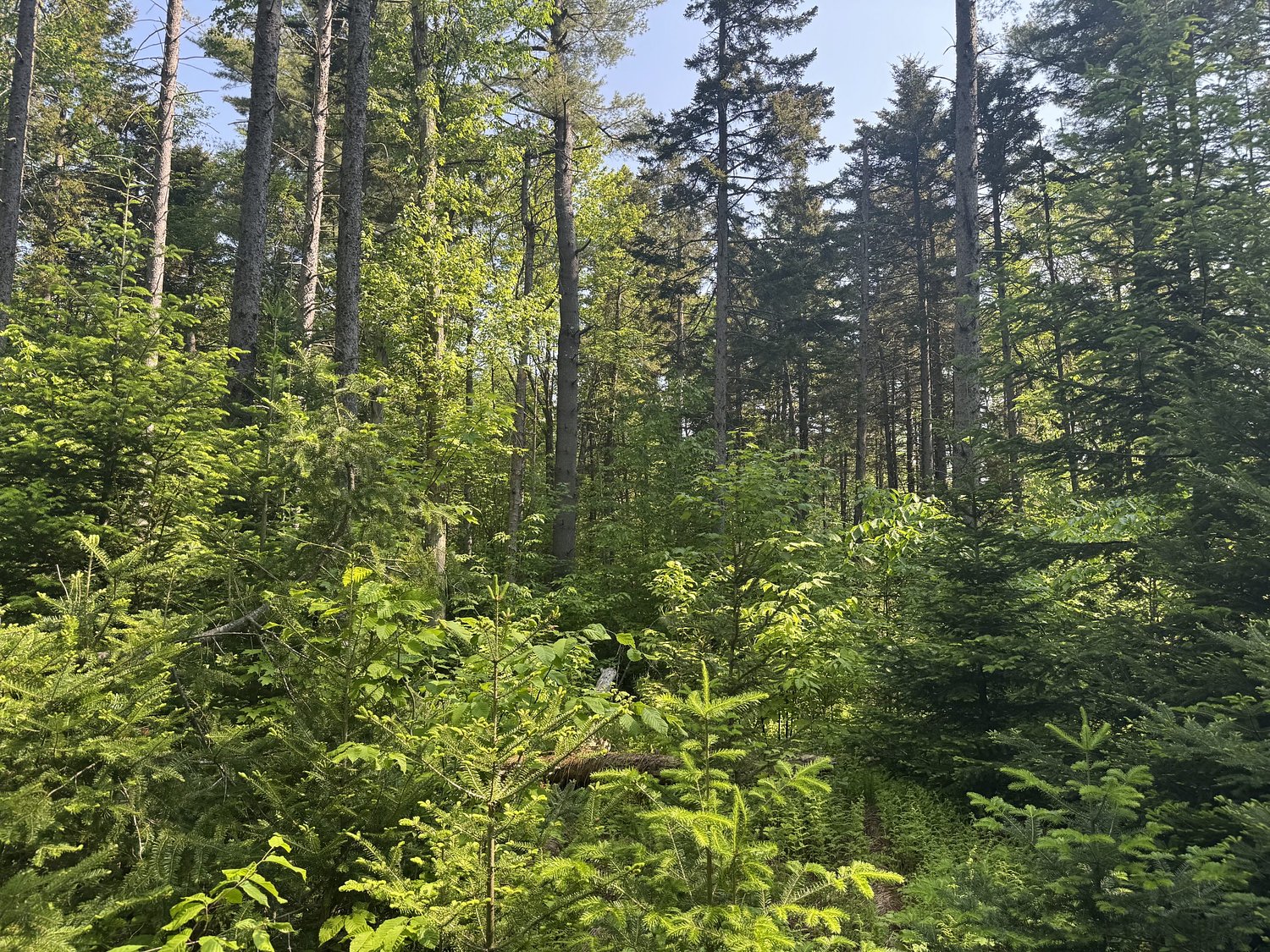 My Turn: Increasing resilient forest carbon through active management