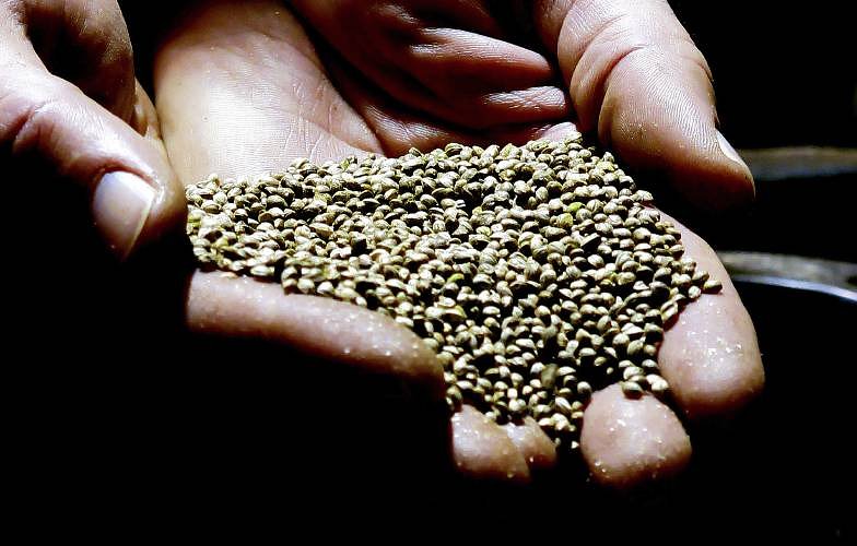 NH attorney general joins push for federal hemp regulations