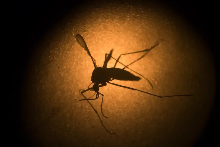 West Nile virus found in Deerfield, Northfield mosquitoes