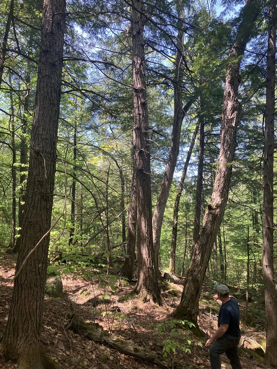 Maine's old growth forests are disappearing. This program could help save them.