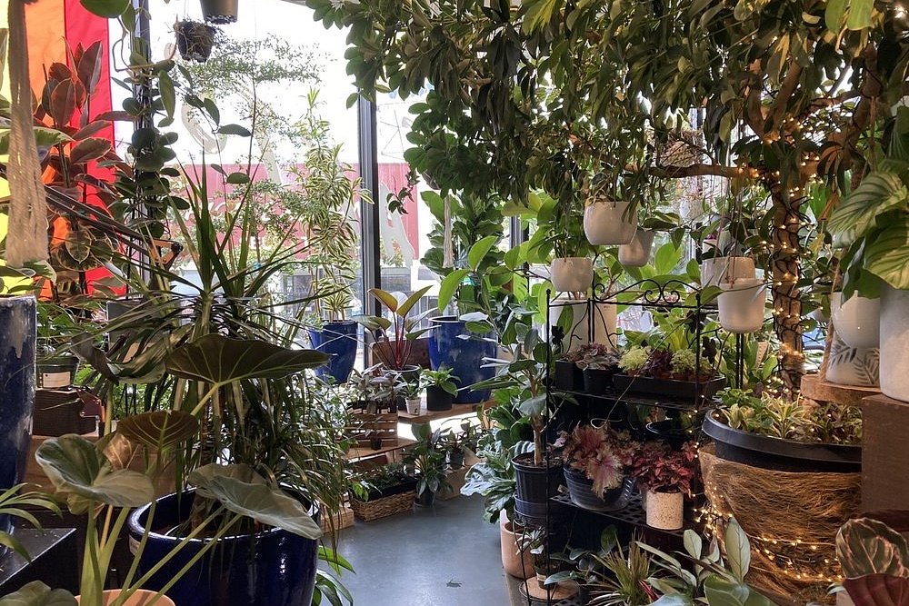 SF Plants, one of the city's largest plant shops, is closing for good