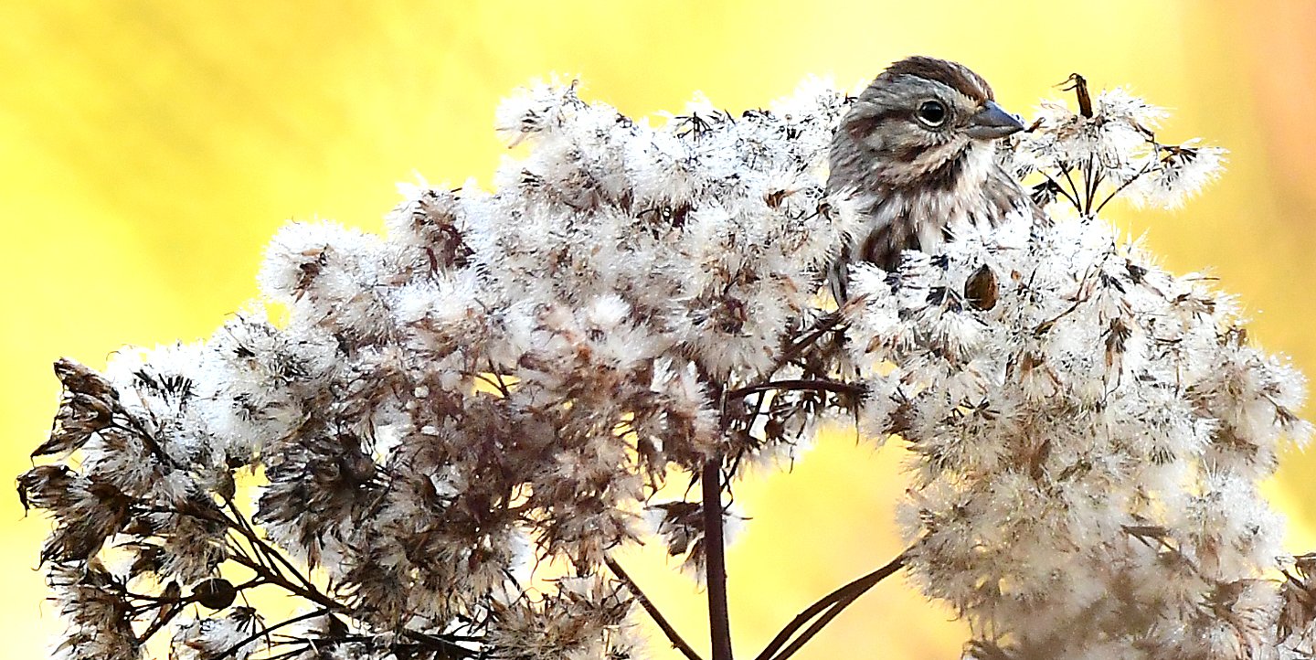 Speaking of Nature: A fond farewell: The last song sparrow of the season