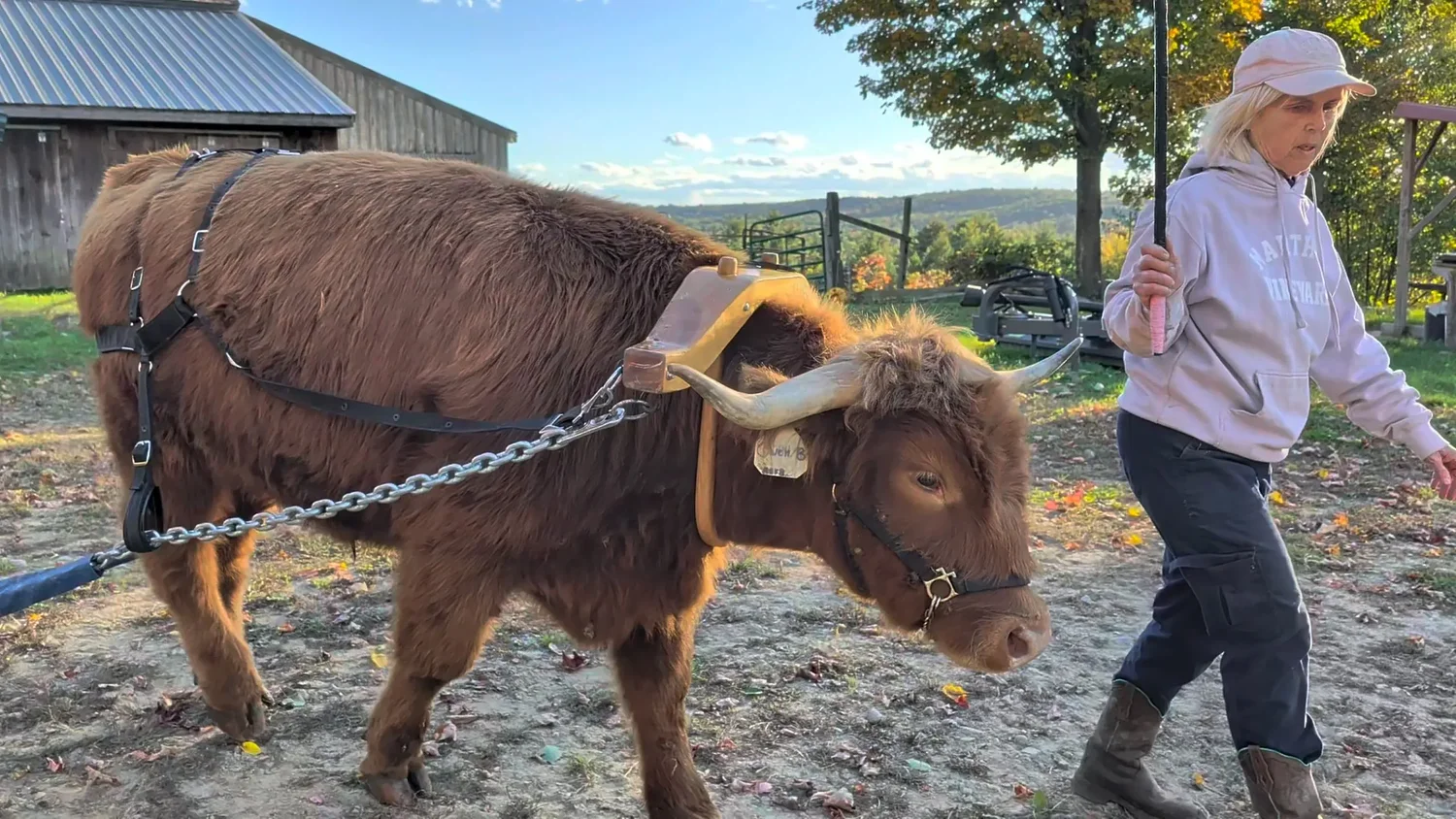 From the Farm: The lesson of the cow