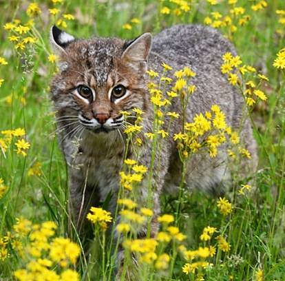 Three plead guilty to killing over 40 bobcats in New Hampshire for trade