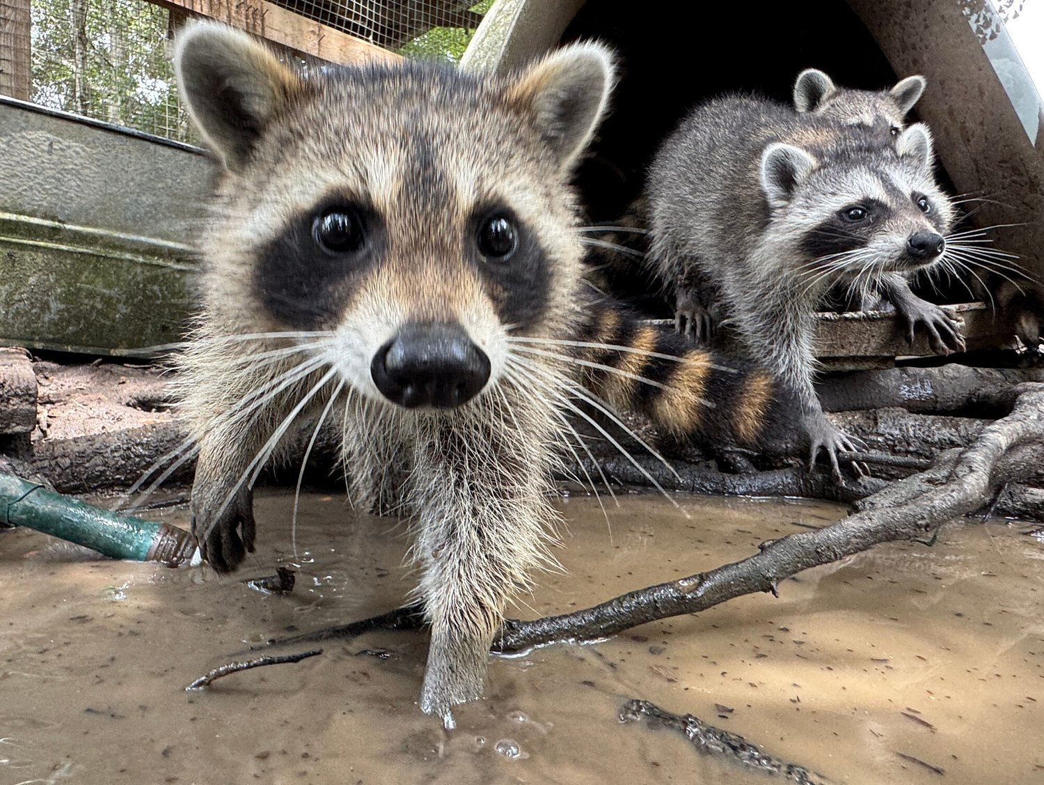 Raccoon boot camp in Mississippi teaches survival skills to abandoned kits