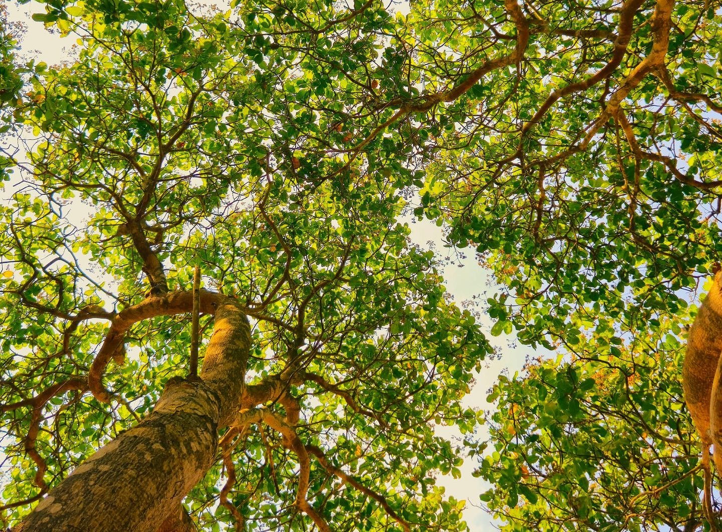 DeKalb County leaders to hold meetings on updated tree protection ordinance