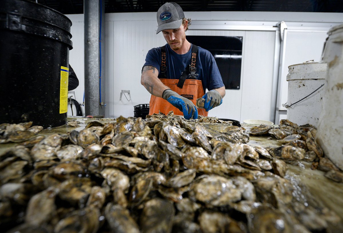 How an alien shellfish with a strange taste found a home in midcoast Maine