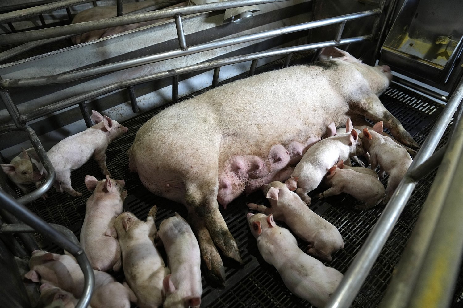 The Meat Industry’s Tireless Effort to Keep Live Pigs in Coffins