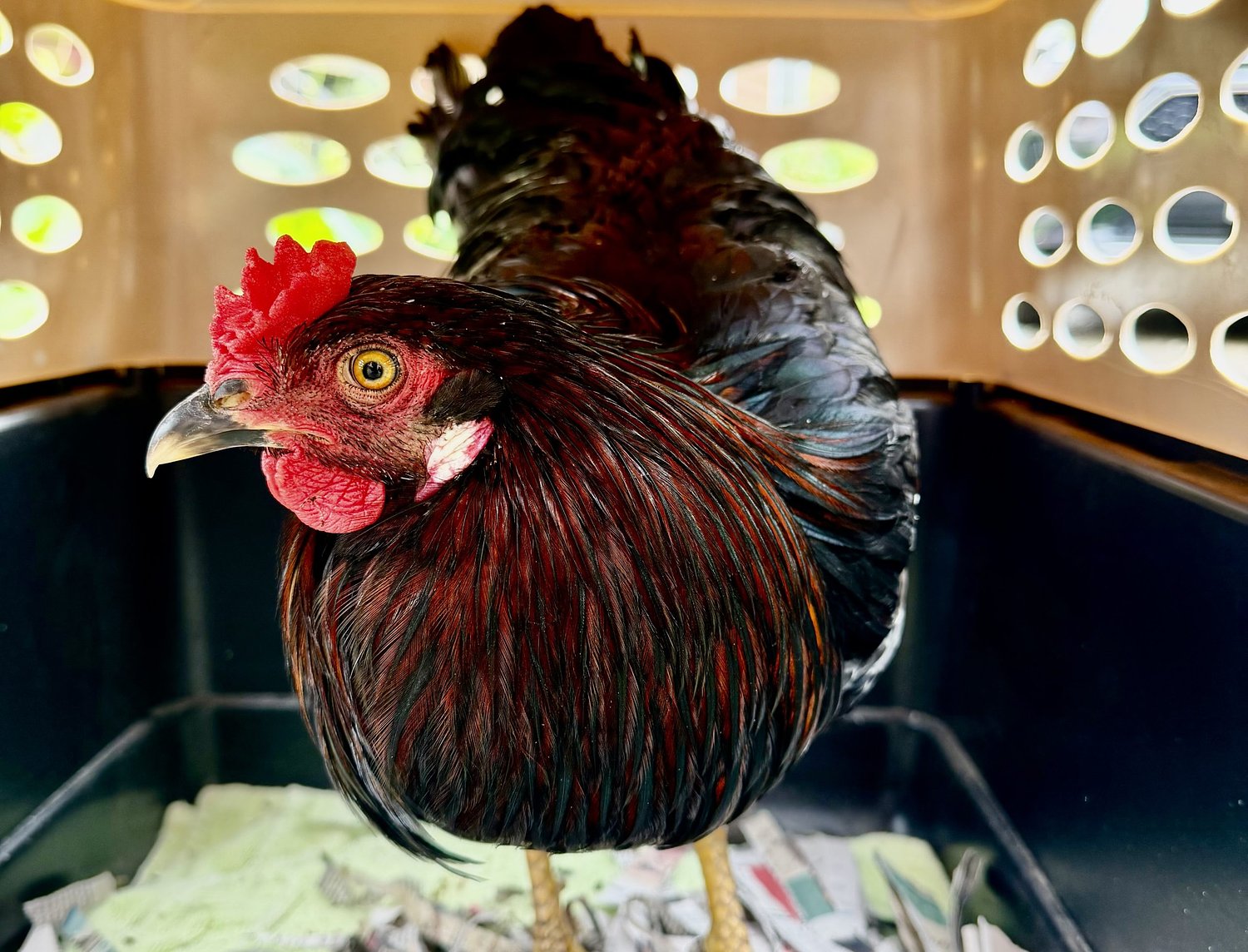 Montclair’s Lost Roosters Among N.J.’s Many Abandoned, Rescuer Says