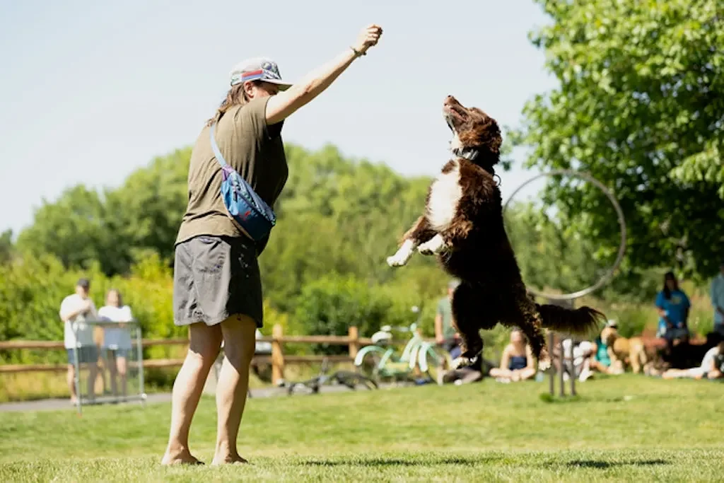 The Doggolympics Might Be the Cutest Thing You Do This Year.