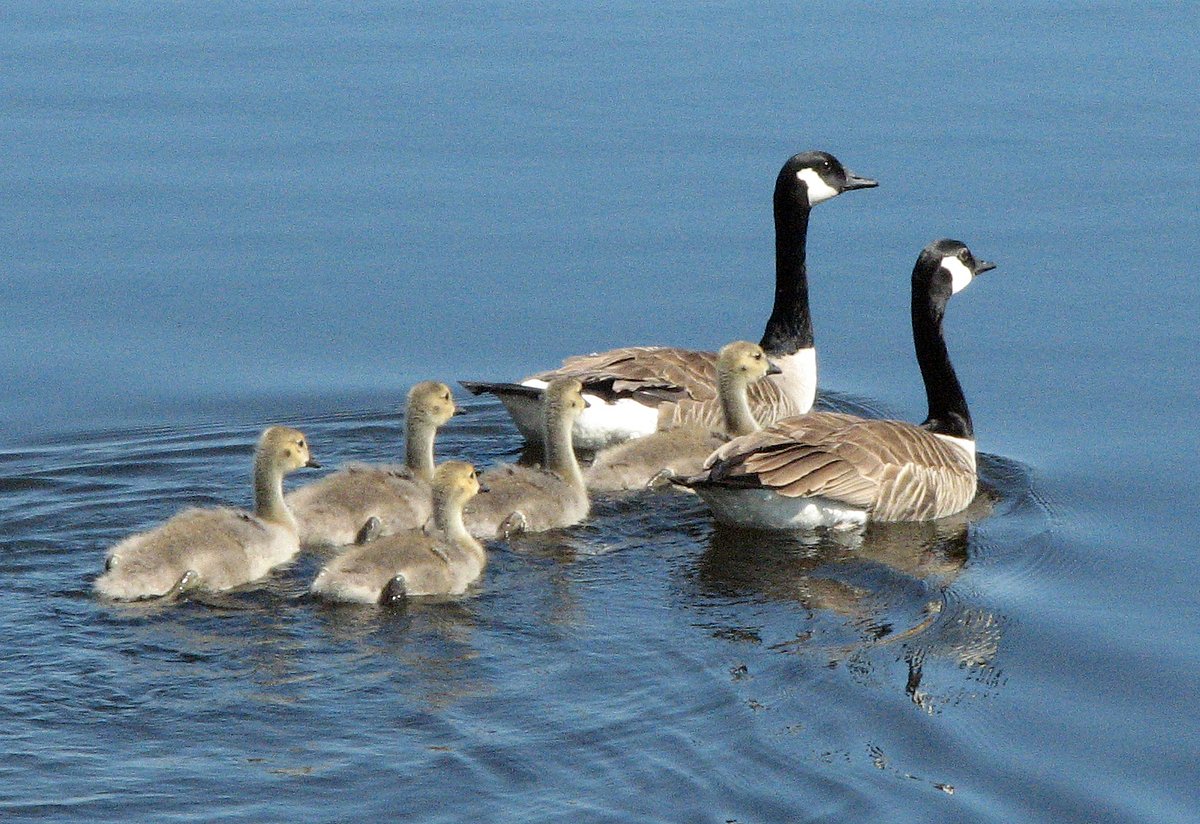 You might be overlooking something unusual in a flock of Canada geese
