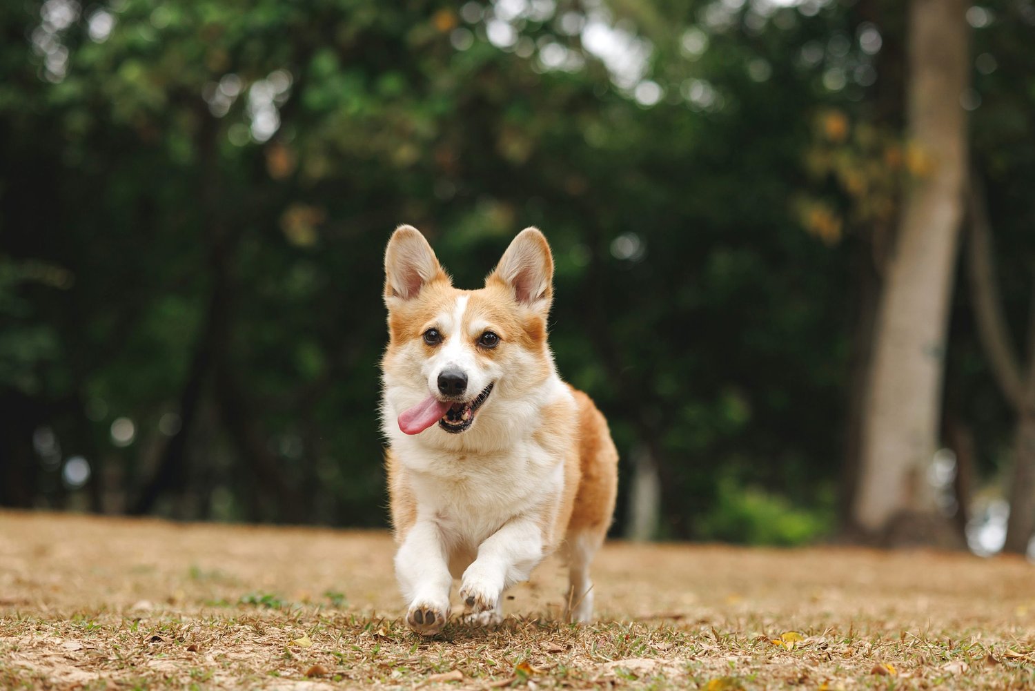 Celebrate National Dog Day Wednesday at Alexandria Community Park