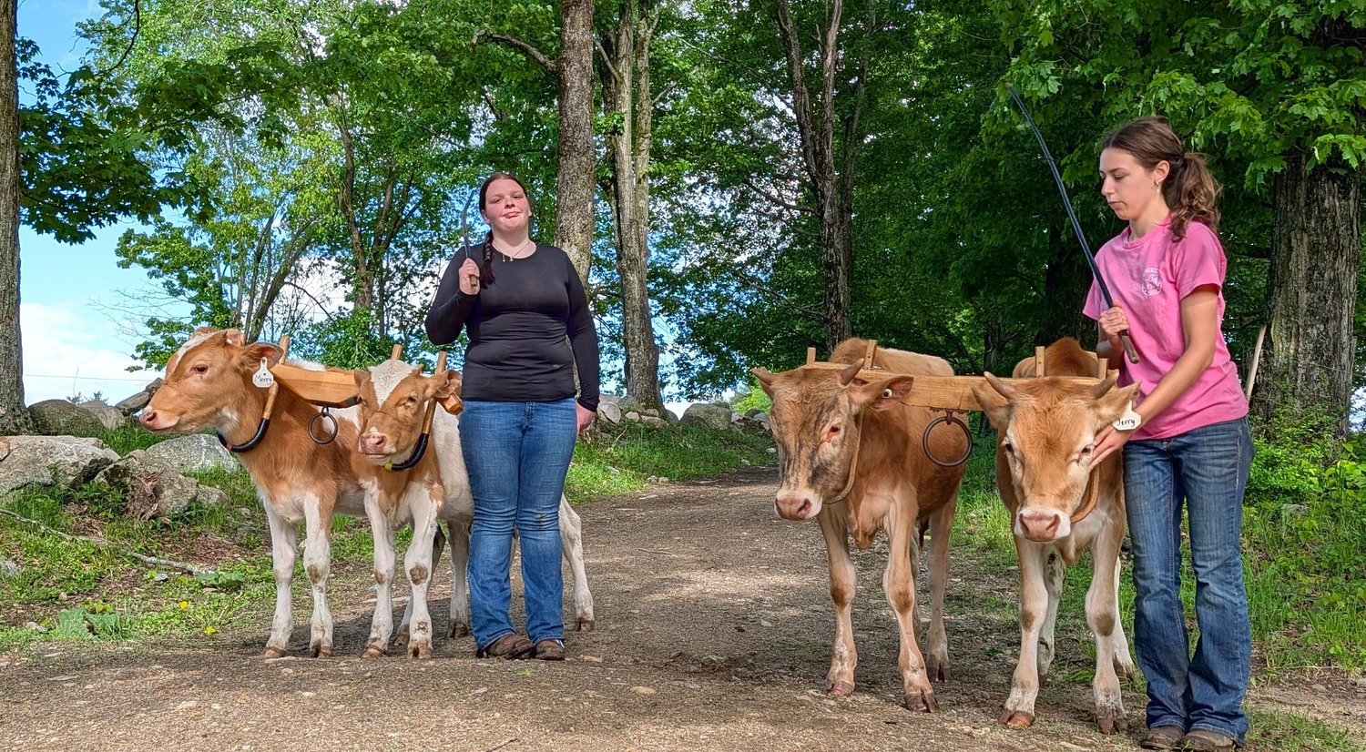 From the Farm: Two girls, four steers, one rule