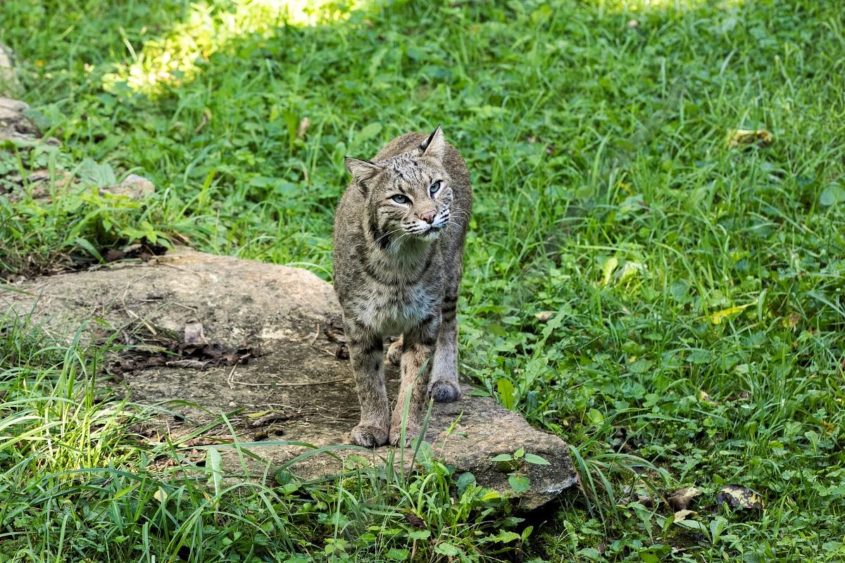 KY legislators legalized hunting bobcats at night. Experts worry about ‘overharvesting.’