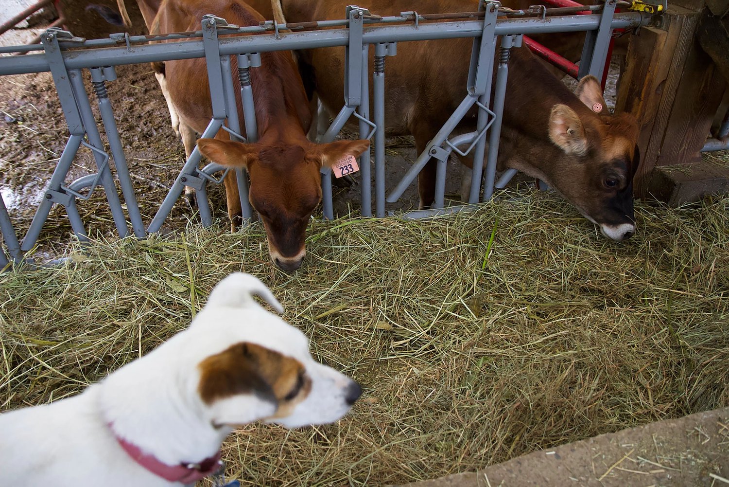 Out-of-state shelter pets could carry screwworm to Vermont, officials worry
