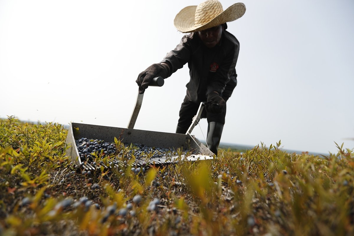 Maine blueberry farmers hopeful for 2026 after ‘devastating’ losses last year