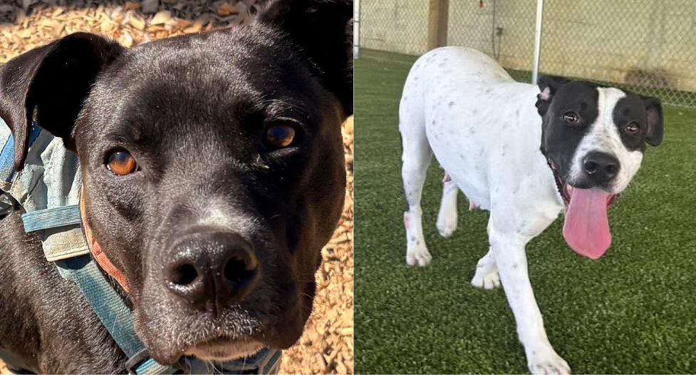 Alabama rescue dogs need new home after owners injured in drive-by shooting return to the UK