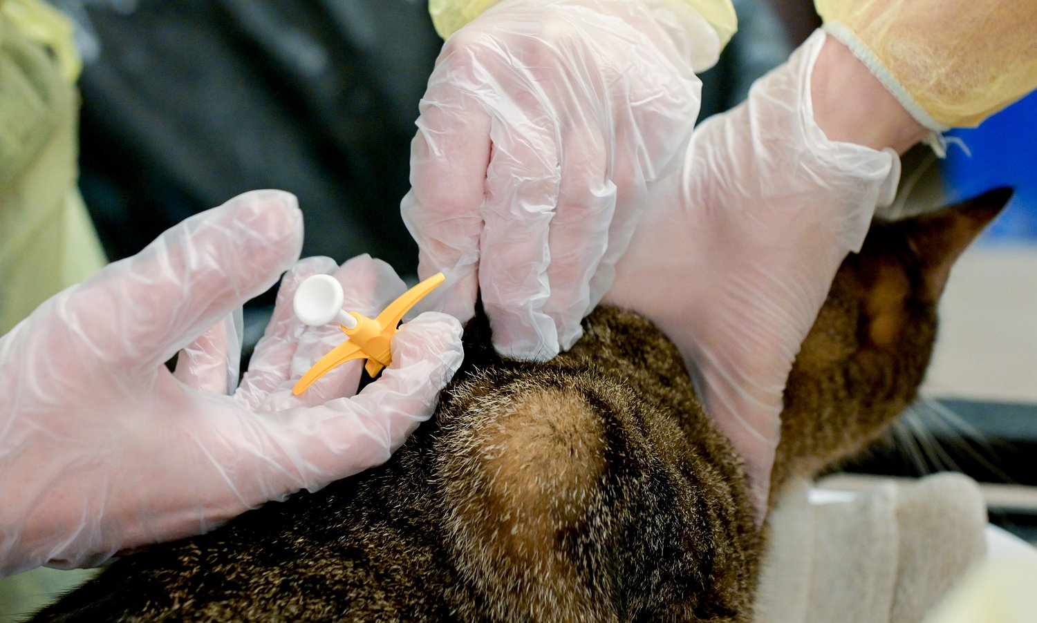 Will County offers free spay, neuter and chip services for qualifying pet owners