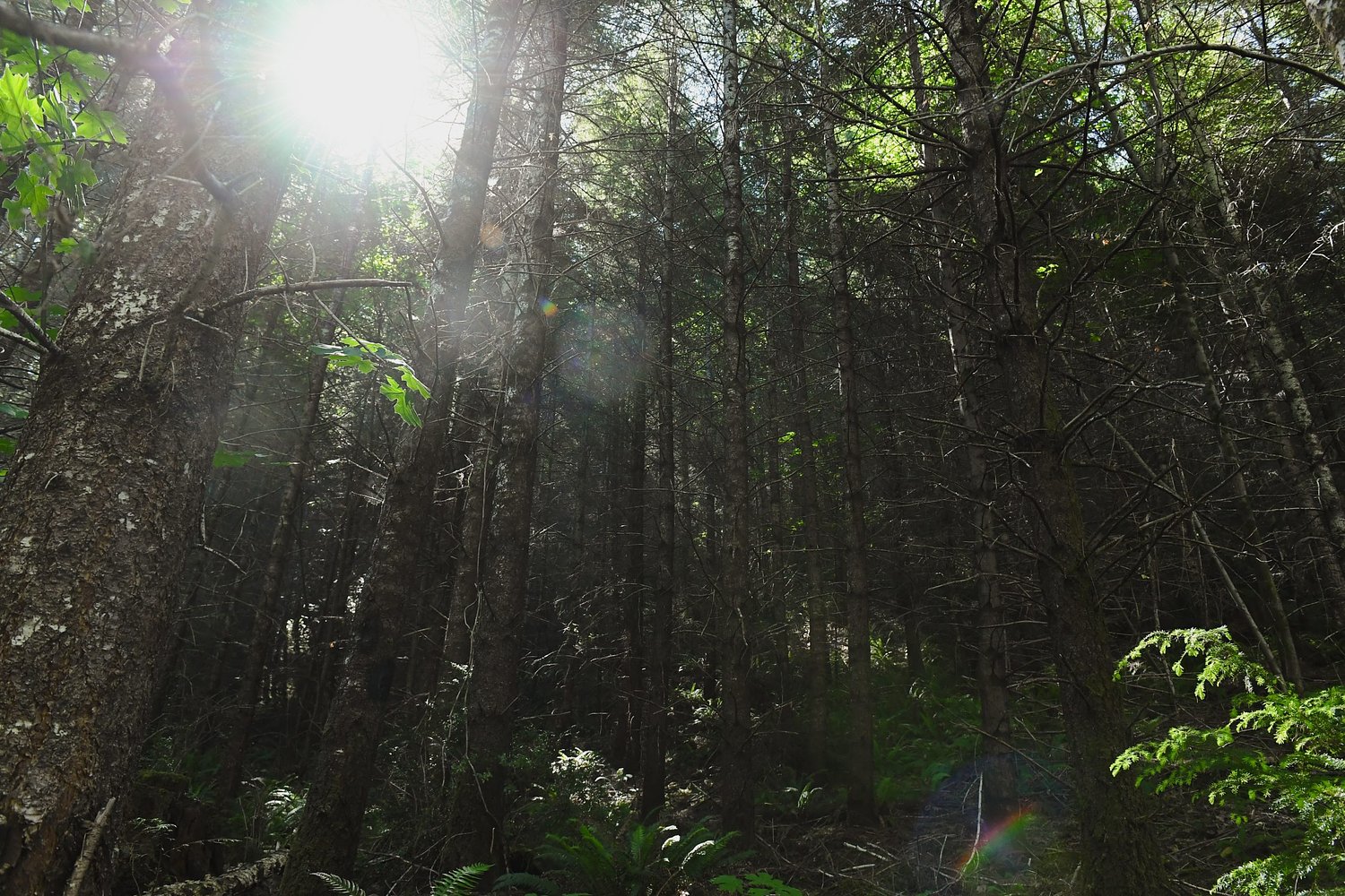 For healthier forests, we need more use of eco-friendly material, fewer oversized homes