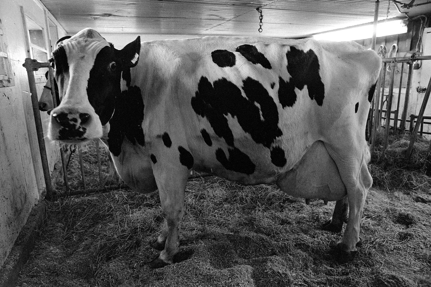 A Look Back: Orford remembers Maxima, its record-breaking dairy star