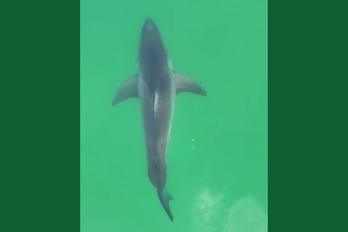Maine great white shark videos fuel false social media rumors