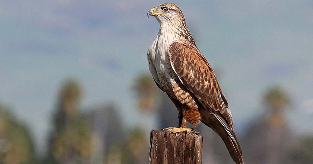 OPINION: Washington needs its own Endangered Species Act