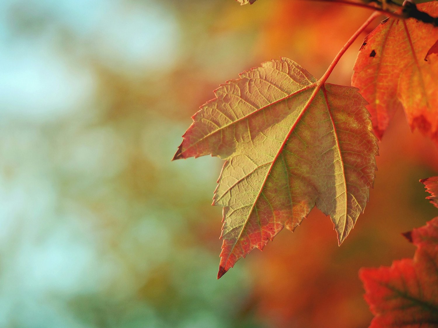 An ode to autumn, my favorite season