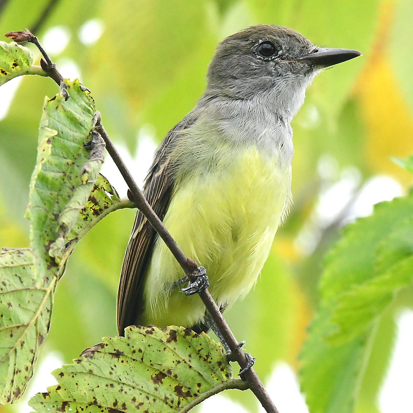 Speaking of Nature: Catching a flycatcher: How a ‘pish’ solved a silent mystery