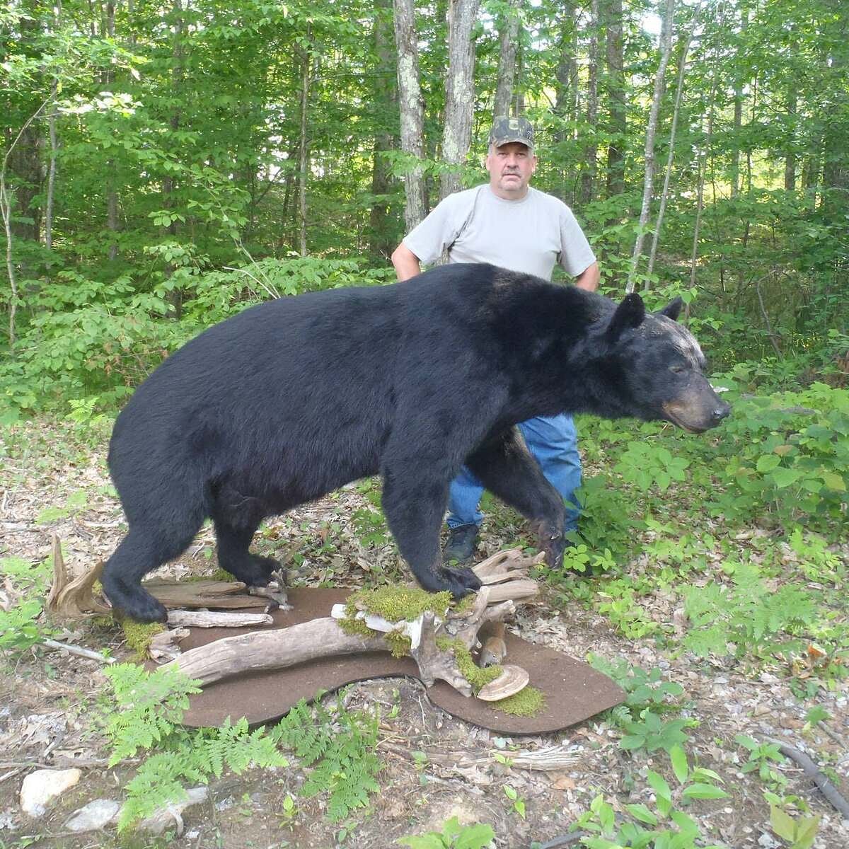 The largest bear harvested in Maine was 700 pounds. I asked the guide how they did it. 