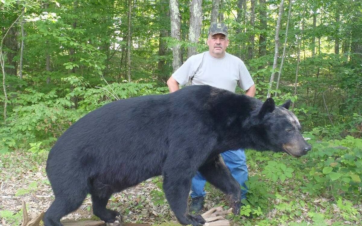 The largest bear harvested in Maine was 700 pounds. I asked the guide how they did it. 