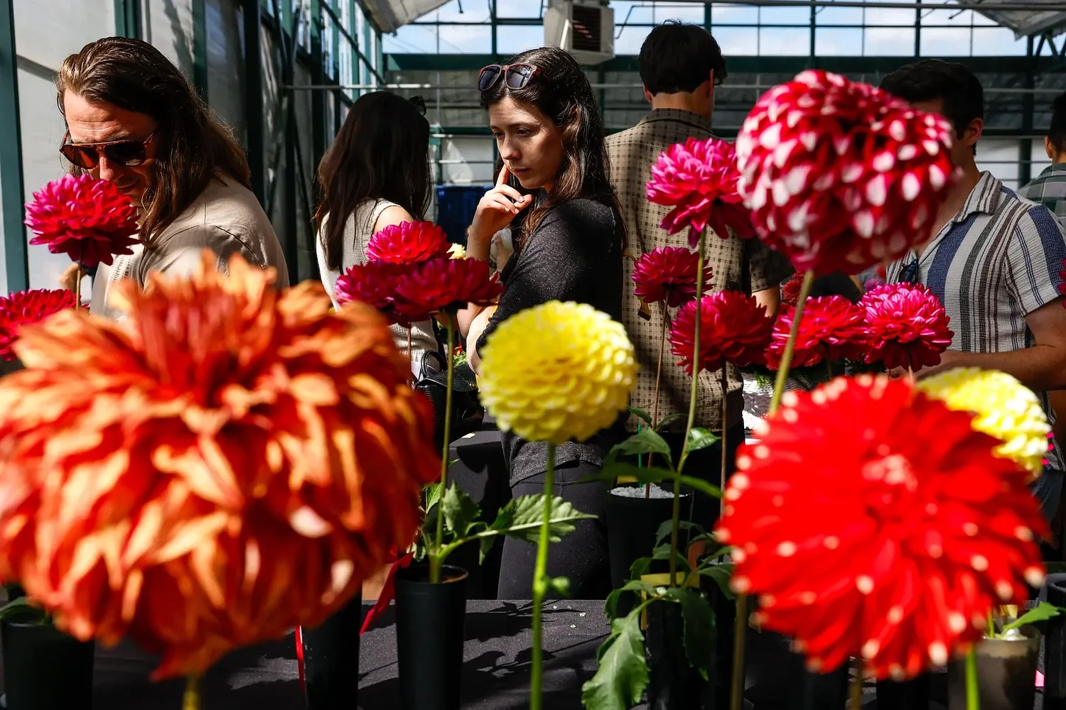 Dahlias bloom in bold colors at this group's anniversary show