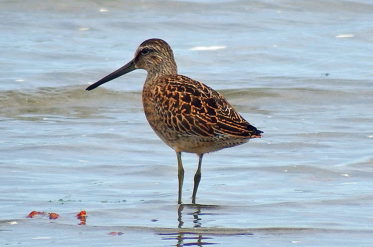 These may be your least favorite birds to identify, but here’s how to make it easier