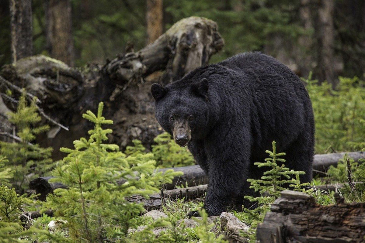 2 bear hunting myths you should ignore before your hunt this fall  