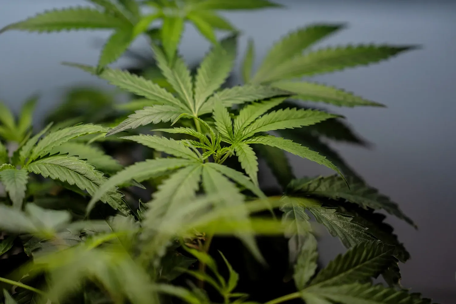 DEA approvals could bring big tax benefits for medical marijuana businesses