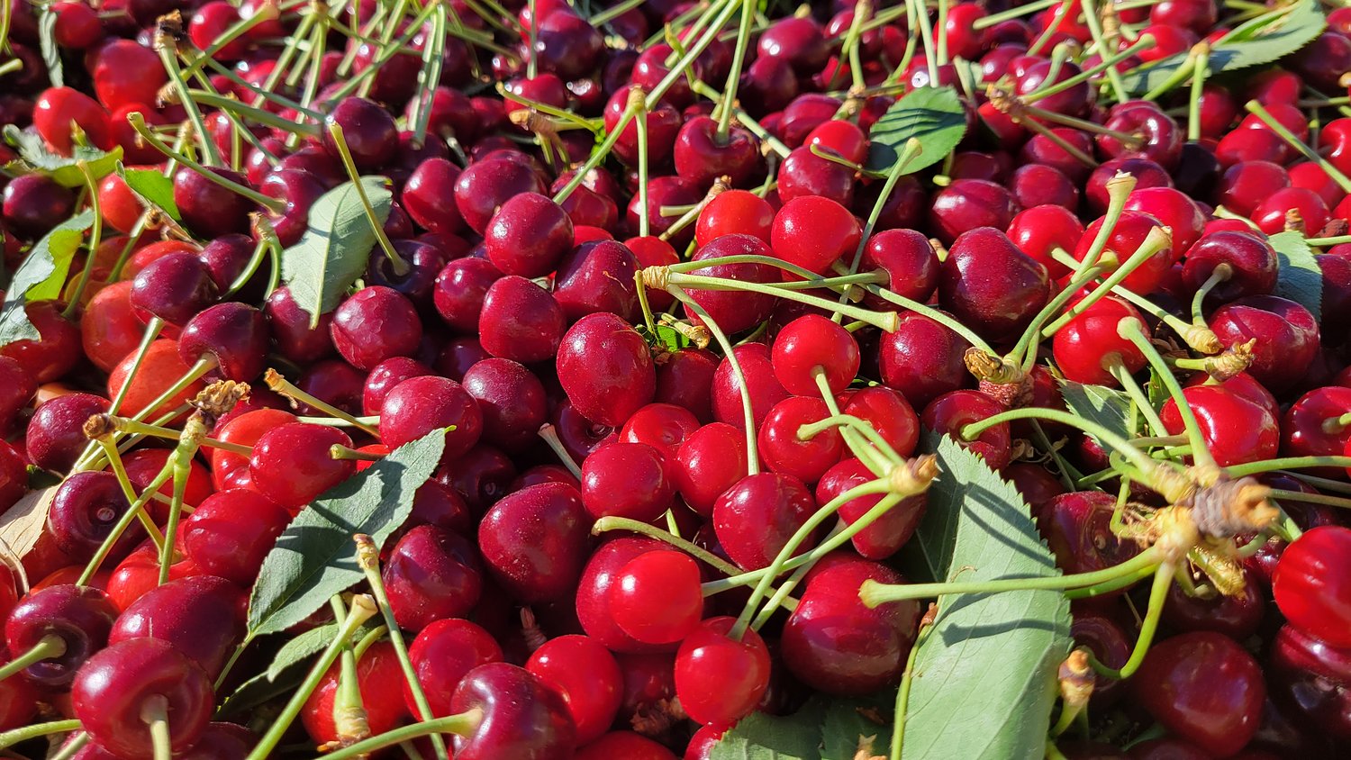 This summer’s most delicious Portland food challenge involves cherries and ice cream