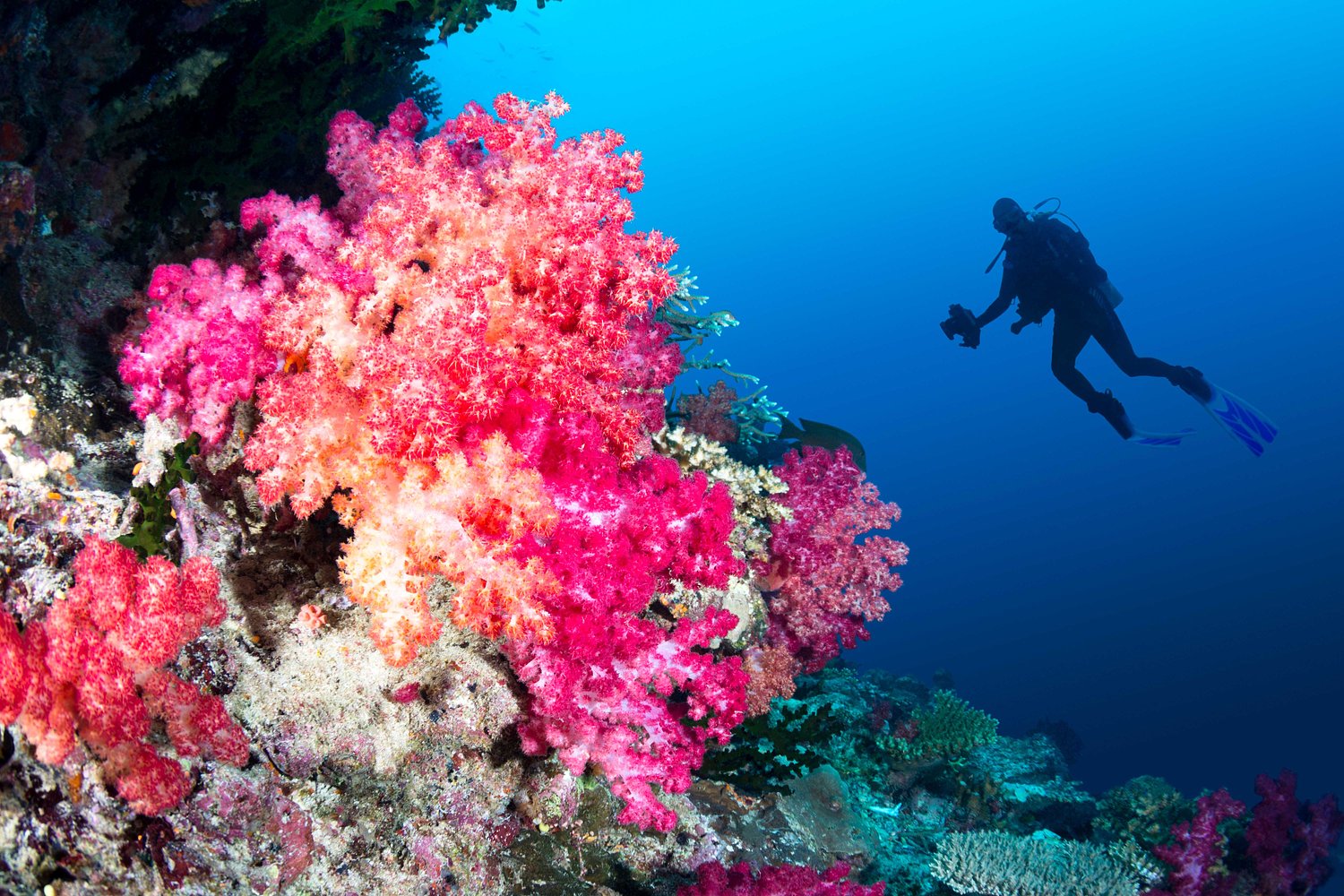 Diving instructor charged after tourist, 23, found dead after disappearing underwater
