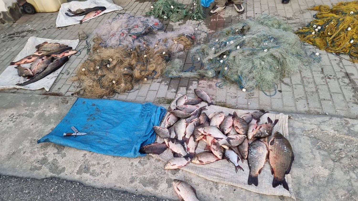 Braconieri prinși în fragrant pe Olt la Arpașu de Jos după o pândă de 20 de ore