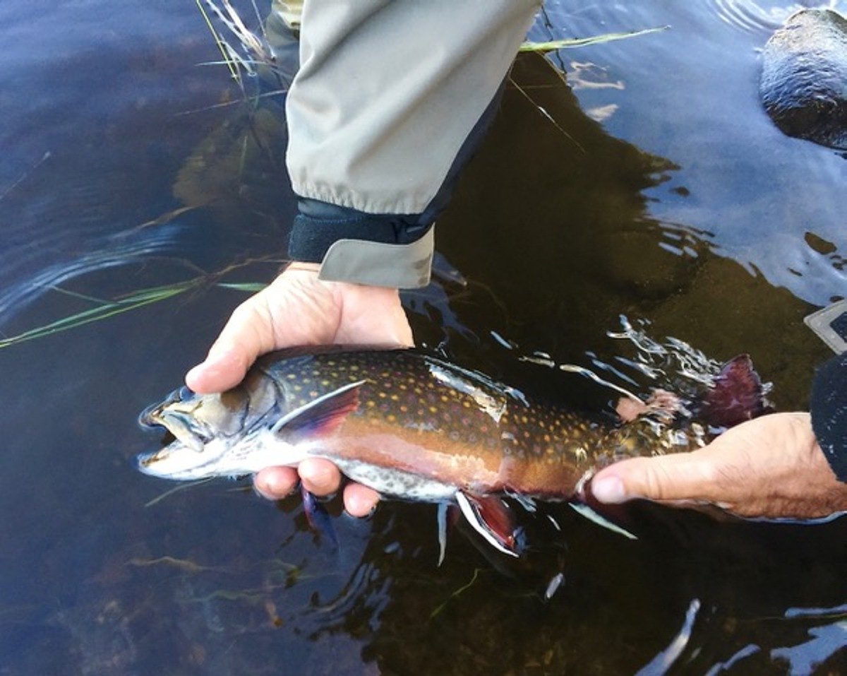 An ode to a hidden river and a giant brook trout   