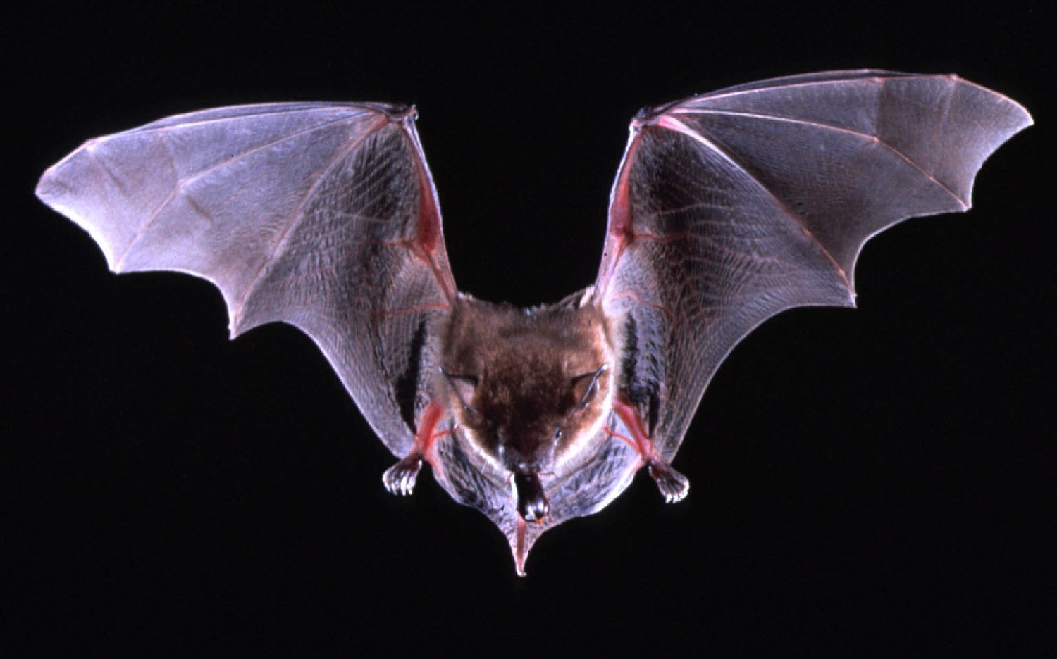 Rabid bat found in Oregon, authorities say