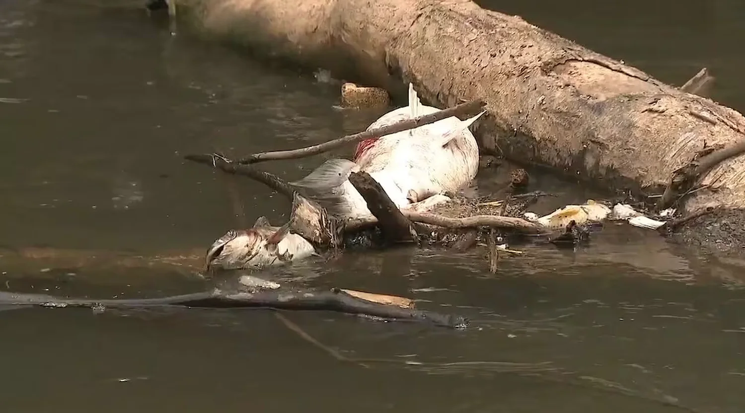 South River fish kill under investigation, chemical leak possible