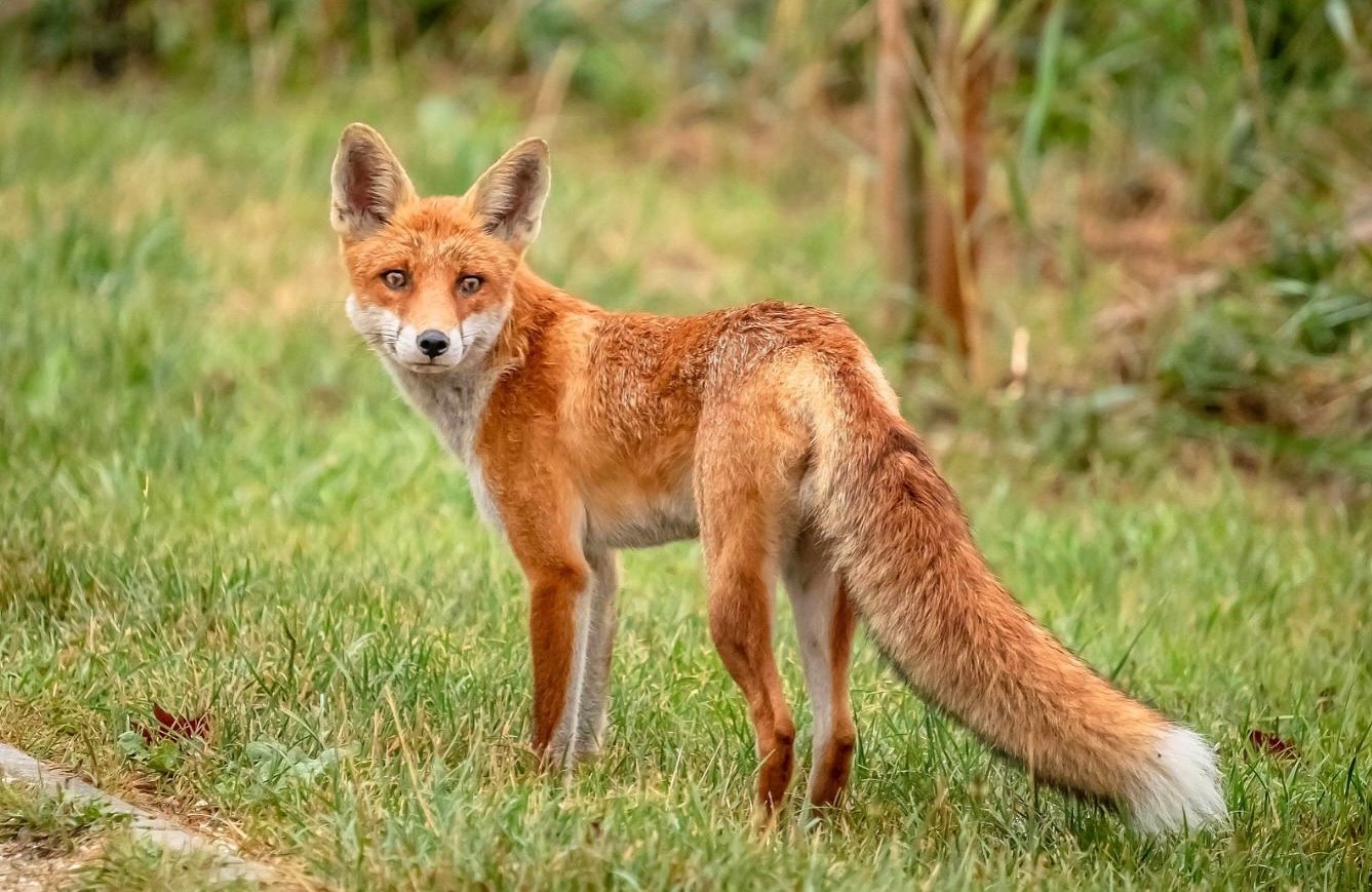 A fox bit a pedestrian, stole a shoe, and now an N.J. town is on high alert