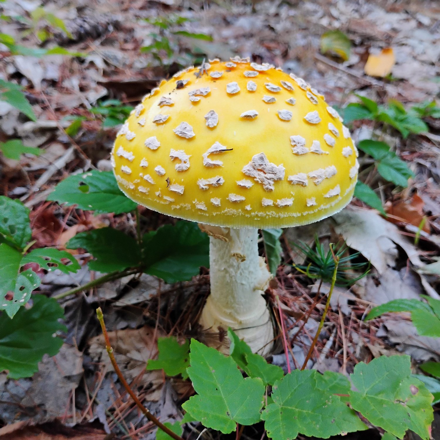 Take Me Outside: Mushroom mystique