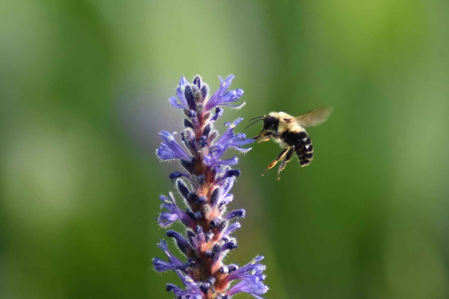New Hampshire regulators weigh banning some bee-toxic insecticides on Monday