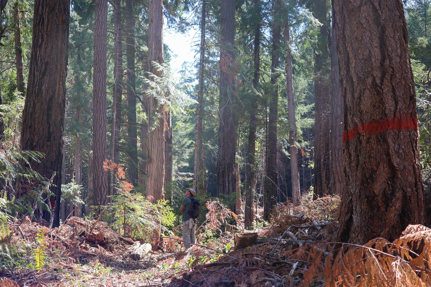 BLM appeals a judge's order to halt logging project over old-growth protections