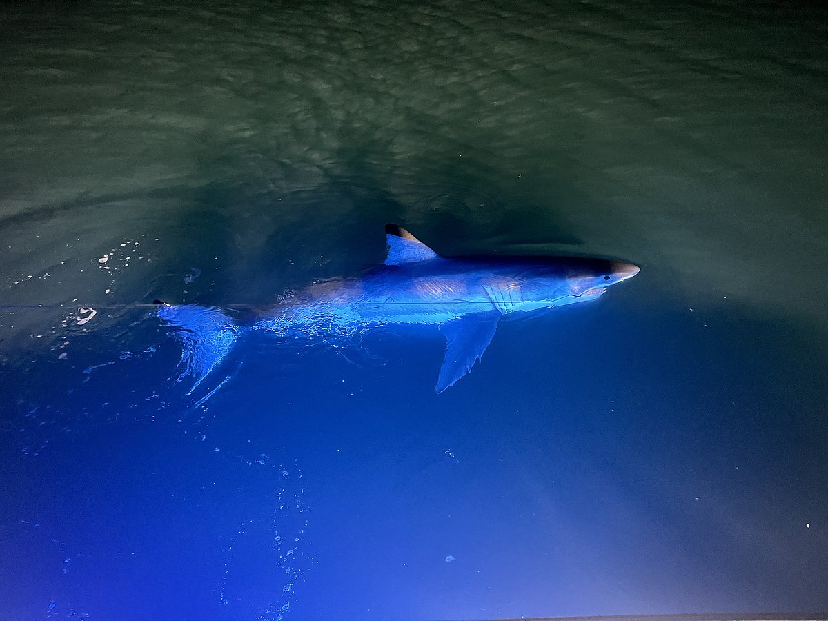 Maine researchers tag their 1st white shark